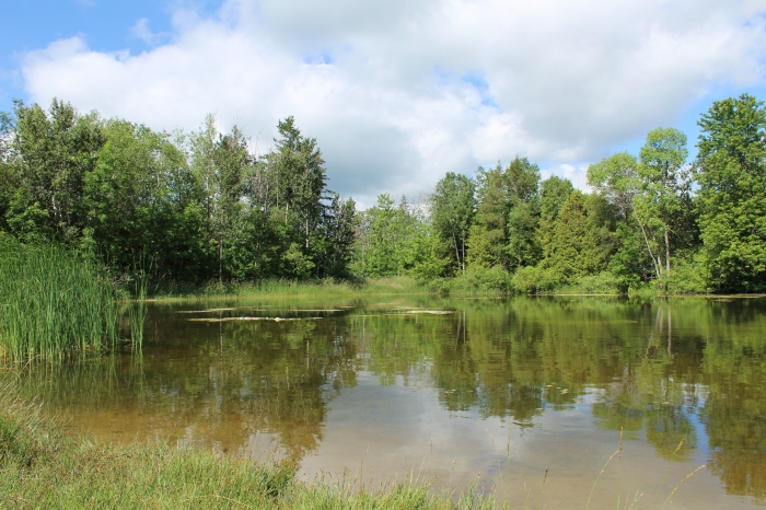 Peaceful Pond