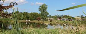 Pond